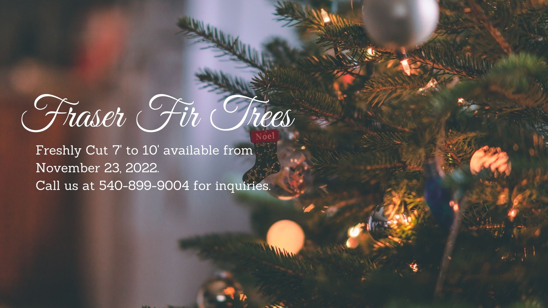 Fraser Fir Trees